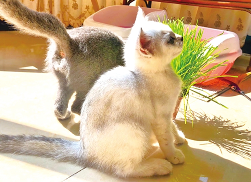 宠物经济：经济大行其道&nbsp;萌宠时代市场繁荣(图3)