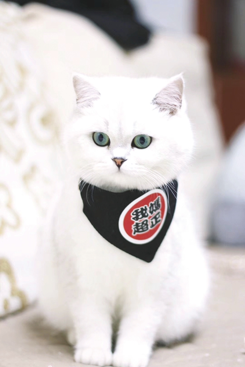 宠物经济：经济大行其道&nbsp;萌宠时代市场繁荣(图4)