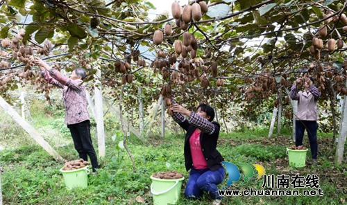 古蔺县东新镇将举办第三届西南猕猴桃音乐节(图2)