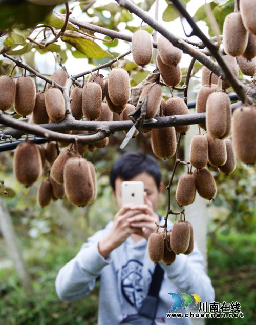 古蔺县东新镇将举办第三届西南猕猴桃音乐节(图3)