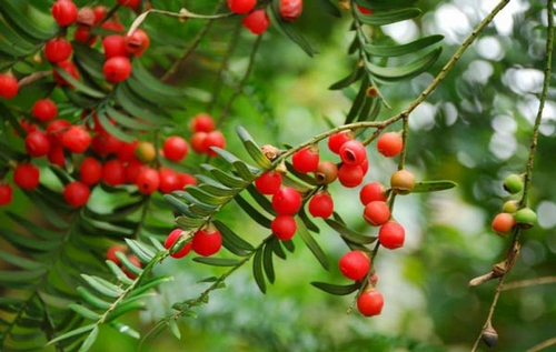 上车！去纳溪区上马镇红豆杉基地采摘红豆(图1)