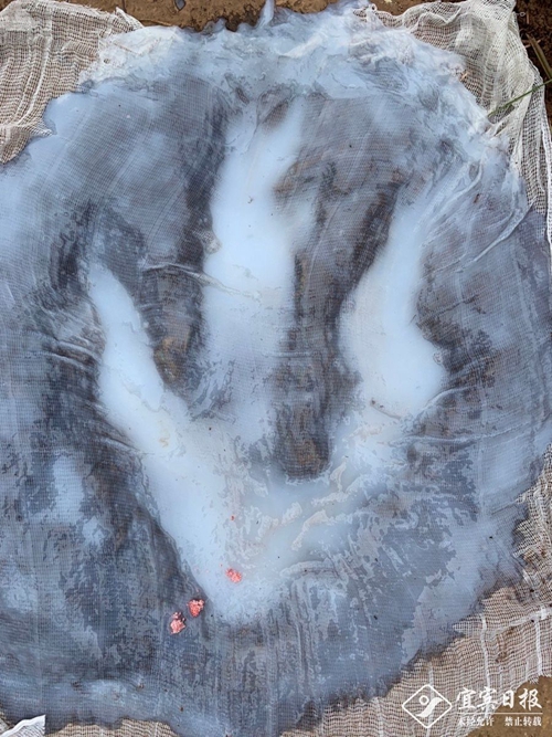 宜宾小伙拍到恐龙脚印&nbsp;专家确认是实雷龙足迹(图2)