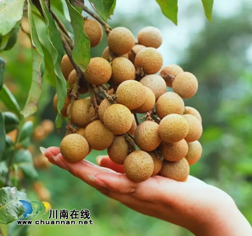 泸县云龙:中国最晚熟的龙眼让钱袋子鼓起来(图1) 泸县云龙:中国最晚熟的龙眼让钱袋子鼓起来(图1)