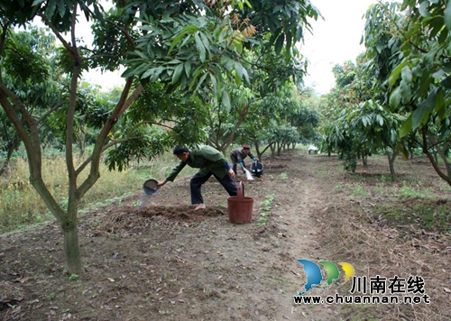 泸县云龙:中国最晚熟的龙眼让钱袋子鼓起来(图2) 泸县云龙:中国最晚熟的龙眼让钱袋子鼓起来(图2)