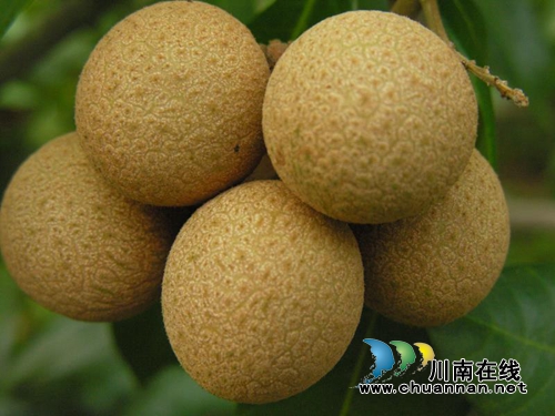 泸县云龙:中国最晚熟的龙眼让钱袋子鼓起来(图3) 泸县云龙:中国最晚熟的龙眼让钱袋子鼓起来(图3)