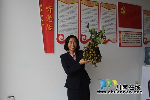 泸县云龙:中国最晚熟的龙眼让钱袋子鼓起来(图4) 泸县云龙:中国最晚熟的龙眼让钱袋子鼓起来(图4)