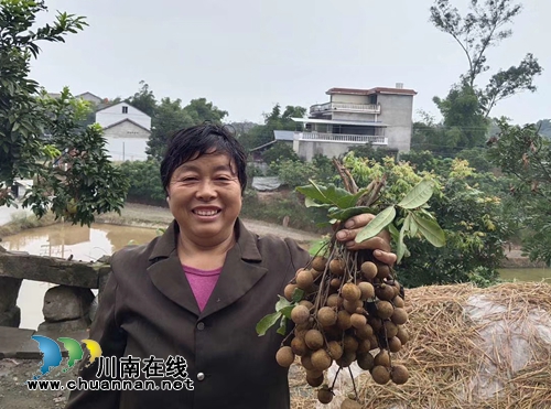 泸县云龙:中国最晚熟的龙眼让钱袋子鼓起来(图5) 泸县云龙:中国最晚熟的龙眼让钱袋子鼓起来(图5)