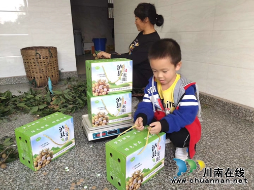 泸县云龙:中国最晚熟的龙眼让钱袋子鼓起来(图6) 泸县云龙:中国最晚熟的龙眼让钱袋子鼓起来(图6)