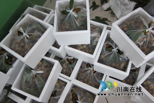 泸县云龙:中国最晚熟的龙眼让钱袋子鼓起来(图7) 泸县云龙:中国最晚熟的龙眼让钱袋子鼓起来(图7)