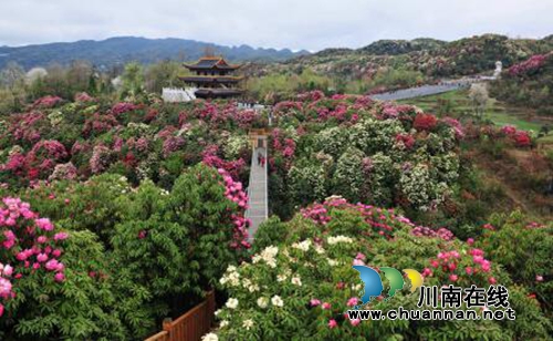 宜宾：森林康养悄然崛起&nbsp;川黔两省合作发展(图1)