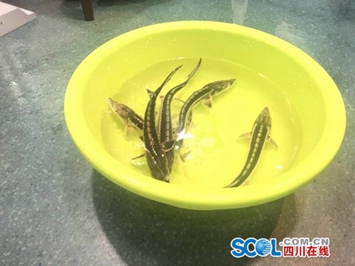 泸州男晒战利品被举报&nbsp;警方：这是水中大熊猫(图1)