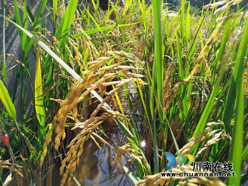 泸县云龙镇再生稻喜迎丰收(图1)