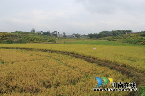 泸县云龙镇再生稻喜迎丰收(图3)