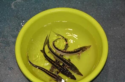 泸州破获一起非法猎捕珍贵、濒危野生动物案(图3) 泸州破获一起非法猎捕珍贵、濒危野生动物案(图3)