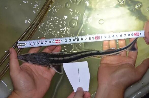 泸州破获一起非法猎捕珍贵、濒危野生动物案(图4) 泸州破获一起非法猎捕珍贵、濒危野生动物案(图4)