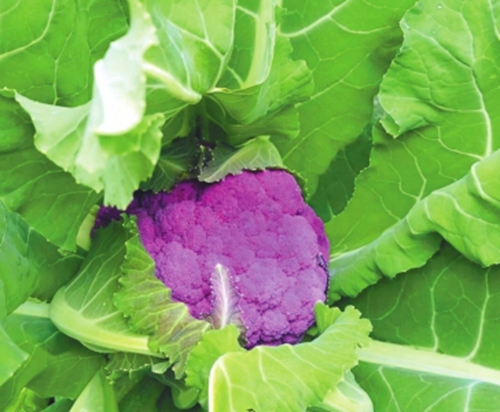 自贡美女返乡创业&nbsp;要让更多人吃上绿色蔬菜(图3)