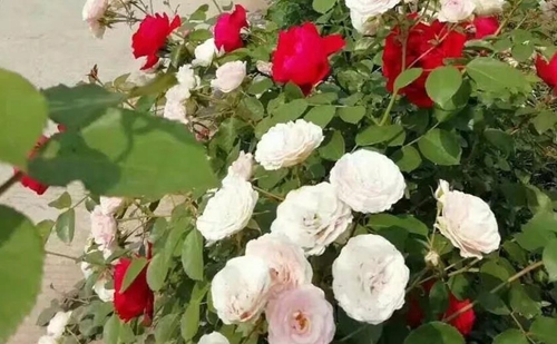 大丰收！合江这个地方再次惊艳(图1)