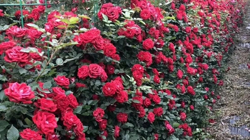 大丰收！合江这个地方再次惊艳(图2)