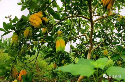 大丰收！合江这个地方再次惊艳(图3)