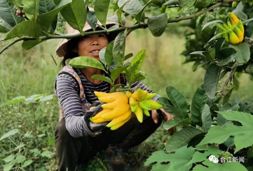 大丰收！合江这个地方再次惊艳(图5)