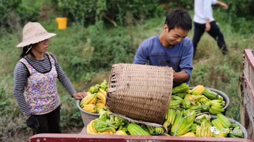 大丰收！合江这个地方再次惊艳(图6)