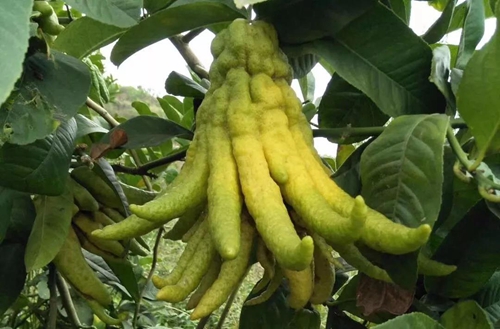 大丰收！合江这个地方再次惊艳(图8)