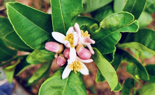 大丰收！合江这个地方再次惊艳(图10)