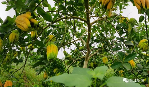 大丰收！合江这个地方再次惊艳(图11)