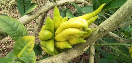 大丰收！合江这个地方再次惊艳(图13)