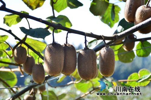 古蔺东新镇：在音乐节中沸腾&nbsp;因产业发展振兴(图19)