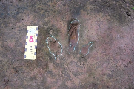 侏罗纪晚期食肉恐龙足迹首现四川(图1) 侏罗纪晚期食肉恐龙足迹首现四川(图1)