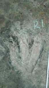 侏罗纪晚期食肉恐龙足迹首现四川(图2) 侏罗纪晚期食肉恐龙足迹首现四川(图2)