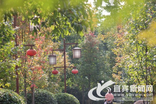 枫叶渐红&nbsp;宜宾流杯池公园“五颜六色”迎客(图2)