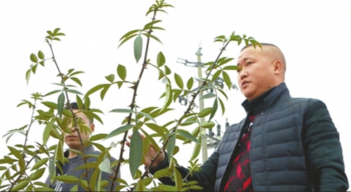 内江退伍军人致富不忘乡亲&nbsp;助贫困村变花椒基地(图1)