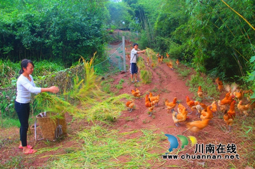 纳溪90后夫妻返乡养鸡赚“生态钱”带富乡亲(图1)