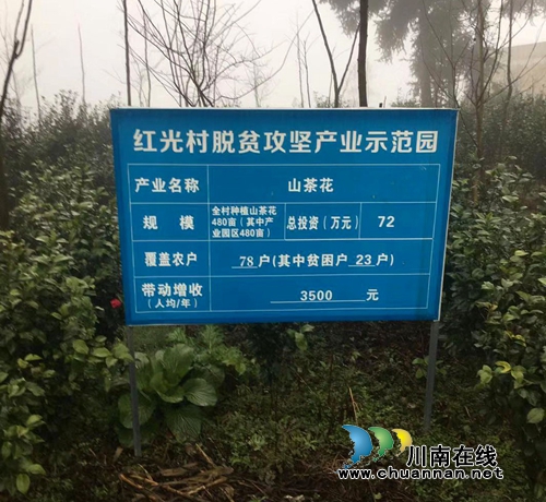 扶贫项目古蔺双沙红光村480亩茶花村急需销路(图1) 扶贫项目古蔺双沙红光村480亩茶花村急需销路(图1)
