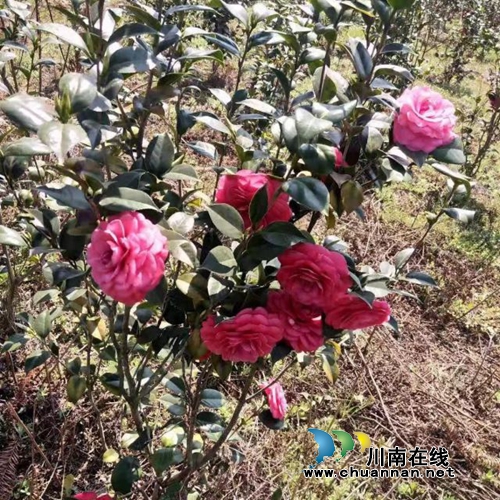 扶贫项目古蔺双沙红光村480亩茶花村急需销路(图2) 扶贫项目古蔺双沙红光村480亩茶花村急需销路(图2)