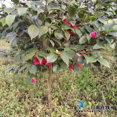 扶贫项目古蔺双沙红光村480亩茶花村急需销路(图5) 扶贫项目古蔺双沙红光村480亩茶花村急需销路(图5)