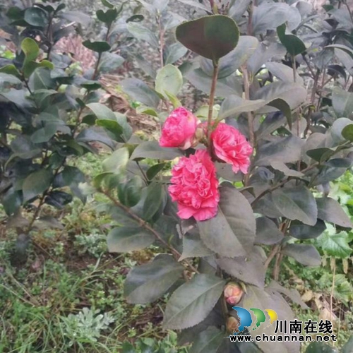 扶贫项目古蔺双沙红光村480亩茶花村急需销路(图6) 扶贫项目古蔺双沙红光村480亩茶花村急需销路(图6)