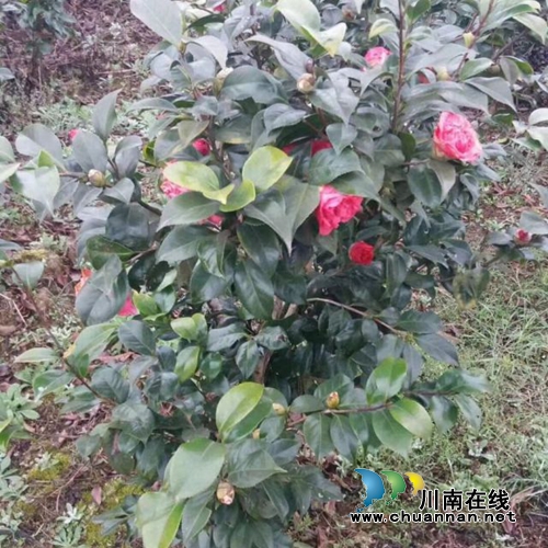 扶贫项目古蔺双沙红光村480亩茶花村急需销路(图7) 扶贫项目古蔺双沙红光村480亩茶花村急需销路(图7)