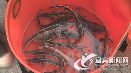 宜宾：17尾国家一级保护动物长江鲟放归长江(图1)