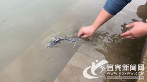 宜宾：17尾国家一级保护动物长江鲟放归长江(图2)