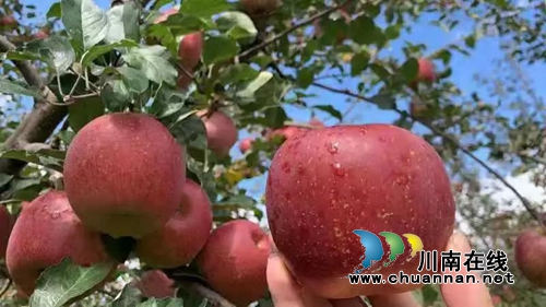 帮助大凉山“亲人” 江阳法院买了2000斤苹果(图2) 帮助大凉山“亲人” 江阳法院买了2000斤苹果(图2)