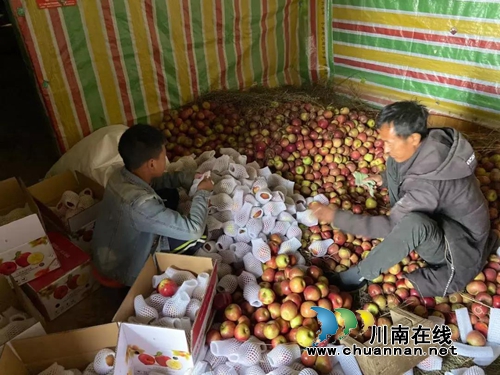 帮助大凉山“亲人” 江阳法院买了2000斤苹果(图7) 帮助大凉山“亲人” 江阳法院买了2000斤苹果(图7)
