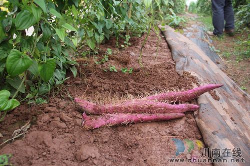 云龙镇龙河村:紫山药产业走出脱贫致富新道路(图5) 云龙镇龙河村:紫山药产业走出脱贫致富新道路(图5)