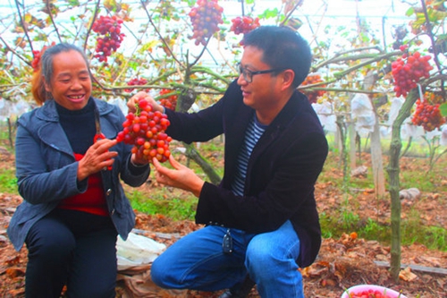 晚熟葡萄搭电商顺风车卖得欢&nbsp;纳溪村民乐翻了(图1)