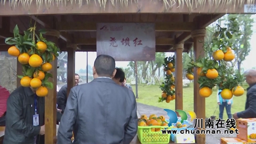 甜美尧坝！合江县举办首届“尧坝红”采摘节(图4)