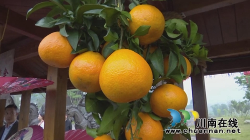 甜美尧坝！合江县举办首届“尧坝红”采摘节(图7)