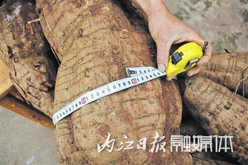 内江村民再次挖出巨型葛根,长3米7,重210斤！(图1)