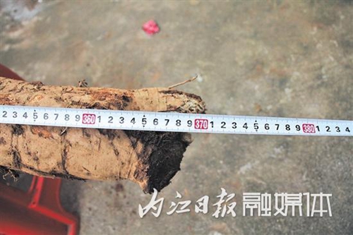 内江村民再次挖出巨型葛根,长3米7,重210斤！(图2)